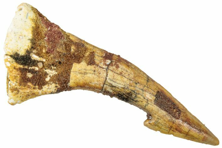 Fossil Sawfish (Onchopristis) Rostral Barb - Morocco #322867